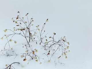 The fruits of snowberry (Symphoricarpos) against the background of snow, close and far away, winter