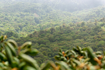 panaramic view of the monteverde hanging bridghes national park in costa rica