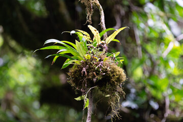 bromelia in monteverde costa rica