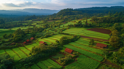 Fototapeta premium Agriculture field from aerial view, farm countryside drone shot, rural crop rows landscape, green farming plantation, organic harvest pattern, cultivated land from above.