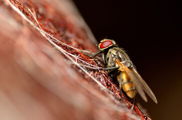 housefly resting on a piece of wood