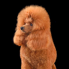 Portrait of red toy poodle