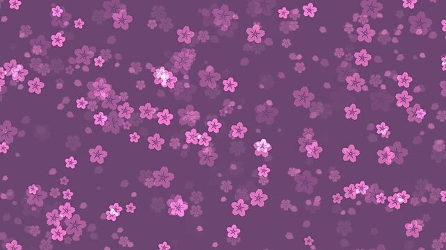 Abstract floral pattern motion background with animated pale pink sakura flowers and cherry blossom petals falling on purple backdrop. Decorative video animation for japanese or springtime design.