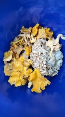 Mushrooms in the  backed 