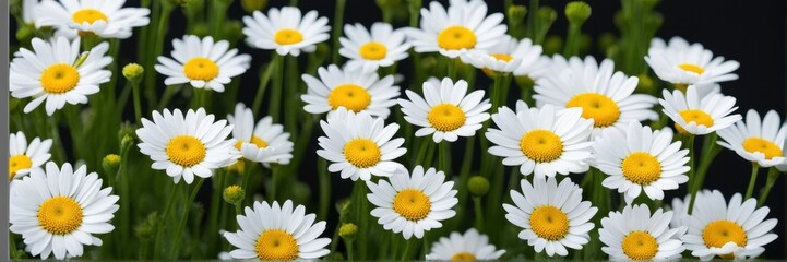 Fototapeta premium A banner made of white daisies with space for text.