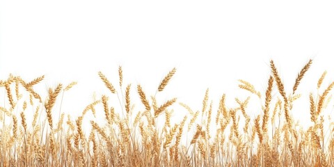 Single Wheat Grain in Natural Setting: Isolated Organic Crop Closeup