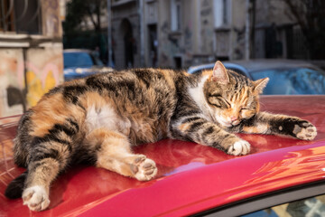 Cute tricolor street cat sleeping on red car roof closeup