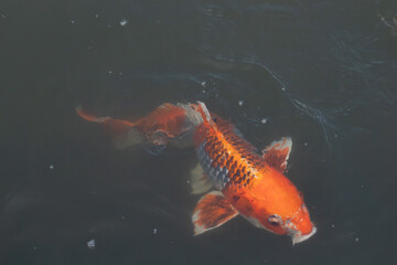 This beautiful koi fish was seen swimming through the water. The orange and black scales of the fish stand out from the clear water. This carp’s whiskers sticking out with mouth scooping food.