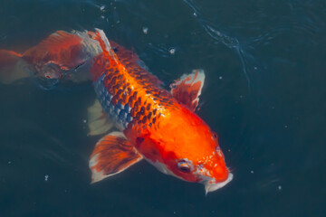 This beautiful koi fish was seen swimming through the water. The orange and black scales of the fish stand out from the clear water. This carp’s whiskers sticking out with mouth scooping food.