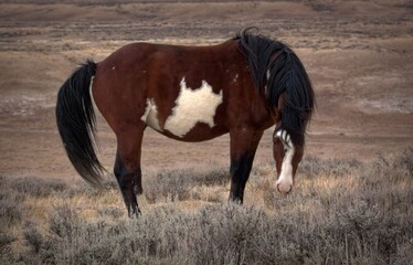 Santa Fe - Brown and White Pinto Paint Mustang Wild Horse of the Sand Wash Basin in Maybell, Colorado