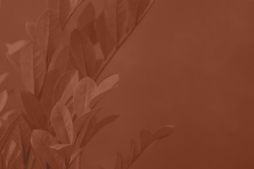 Mocha Mousse Zamioculcas zamifolia - dollar tree. Tropical ornamental house plant. Home plant growing 2025 color.