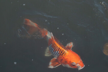 This beautiful koi fish was seen swimming through the water. The orange and black scales of the fish stand out from the clear water. This carp’s whiskers sticking out with mouth scooping food.