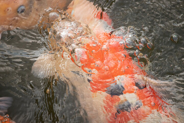 This beautiful bubbly scene shows an out of focus image of something orange and white. It’s almost has the colors of a shrimp, but is a koi fish. The ripples of the water shown all around.