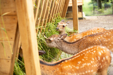 Young Whitetail Deer eating grass in the park.