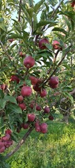 apples on tree branch