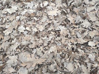 bark of a tree, fallen leaves in the forest, background of fallen oak leaves 