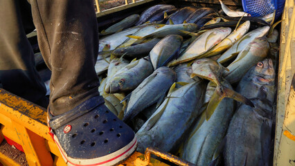 fresh fish on the ground on the seashore