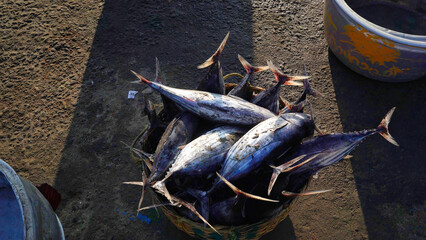 fresh fish on the ground on the seashore
