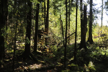 A thicket of forest. Summer forest. The first days of fall.