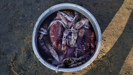 Fresh fish in a bowl on the seashore