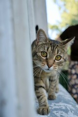 striped domestic cat is resting and playing at home. cute fluffy pet is sitting on parquet or sofa. young brown cat