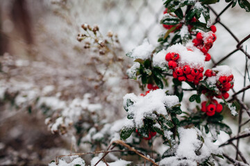 Red berries of pyracantha covered with snow in winter garden. Evergreen bush grows by fence