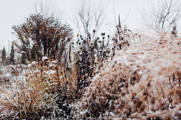 Garden winter interest. Landscape of winter perennials and ornamental grasses covered in snow. Cone...