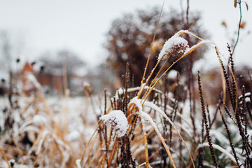 Pennisetum covered in snow in winter garden. Landscape of ornamental grasses and perennials in ice...