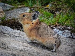 American Pika (Ochotona princeps) alertly watching on granite