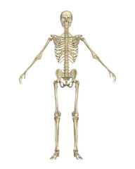 Human Skeleton Front View. Anatomical Model Isolated on White Background.