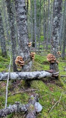  Mushrooms grow on trees in the forest