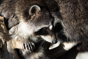 Northern Raccoon (Procyon lotor) - Found in forests, wetlands, and urban areas across North America