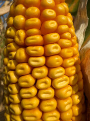Corn on the cob close up.