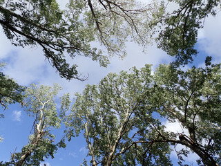 Green forest of willow trees with green grass, blue sky and clouds in spring, Sunlit Forest with Lush Green Undergrowth, Woodland Landscape, Deep forest summer woods background in Jijel Algeria Africa