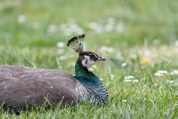 Female Indian Peafowl (Pavo cristatus) - Found in forests and grasslands of the Indian subcontinent