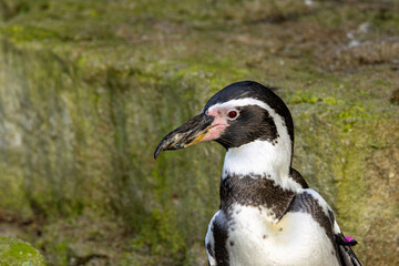 Humboldt Penguin (Spheniscus humboldti) - Native to coasts of Peru and Chile, South America