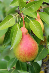 Pears ripen on the tree branch.