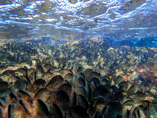 Mussels underwater on a rock on the sea shore, natural scene in mediterranean sea, Black mussels undersea, mussels on rocks undersea, group of common mussels together underwater, Mediterranean food.