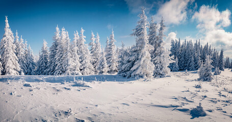 Bright morning scene of mountain forest. Sunny winter view of snowy valley. Beauty of nature concept background. Merry Christmas and Happy New Year postcard.