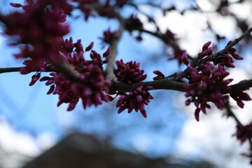 blossom in spring