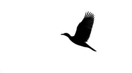 Obraz premium Silhouette of bird in flight on white background, freedom