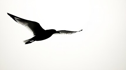 Fototapeta premium Silhouette of bird in flight against clear sky, wings spread