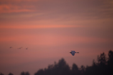Egret bird  in flight against a vibrant sunrise sky.