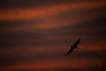 Egret bird  in flight against a vibrant sunrise sky.