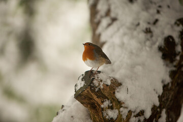 File Image: Image depicting a robin in Marlay Park in Dublin, Ireland during the Christmas holidays in December 2010 during a period of heavy snow.