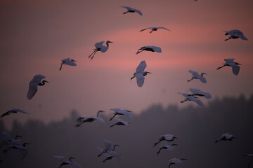 Silhouette of birds, likely egrets or herons, in flight against a vibrant sunrise sky.