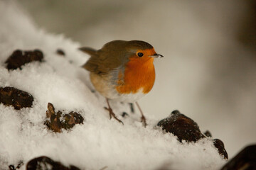 File Image: Image depicting a robin in Marlay Park in Dublin, Ireland during the Christmas holidays in December 2010 during a period of heavy snow.