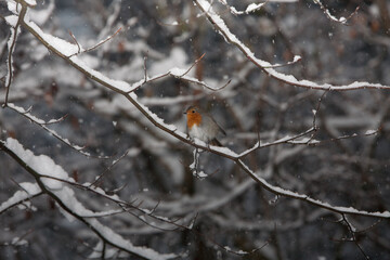 File Image: Image depicting a robin in Marlay Park in Dublin, Ireland during the Christmas holidays in December 2010 during a period of heavy snow.