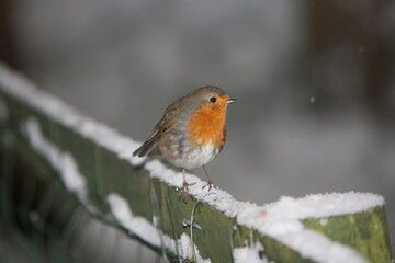 File Image: Image depicting a robin in Marlay Park in Dublin, Ireland during the Christmas holidays...