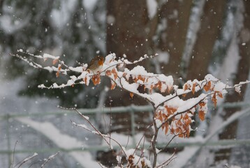 File Image: Image depicting a robin in Marlay Park in Dublin, Ireland during the Christmas holidays in December 2010 during a period of heavy snow.